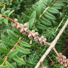 Melaleuca hypericifolia