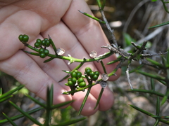Colletia hystrix