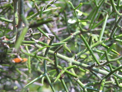 Colletia hystrix