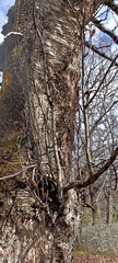 Betula alnoides