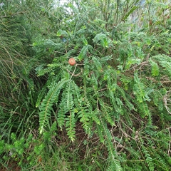 Melaleuca hypericifolia