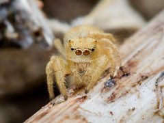 Pseudomogrus zhilgaensis