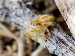 Pseudomogrus zhilgaensis