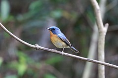 Cyornis whitei
