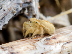 Pseudomogrus zhilgaensis