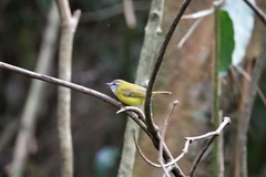 Abroscopus superciliaris