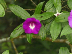 Meriania speciosa