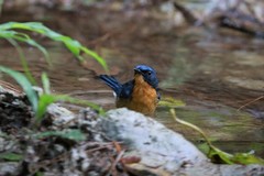 Cyornis whitei