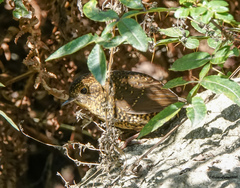 Pnoepyga albiventer