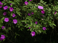 Meriania speciosa
