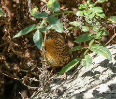 Pnoepyga albiventer