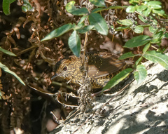 Pnoepyga albiventer