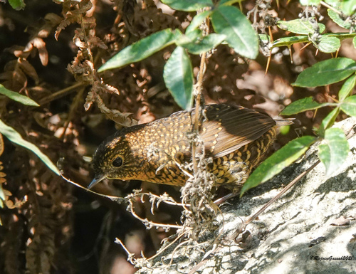 Scaly-breasted Cupwing (Pnoepyga albiventer), photo 5