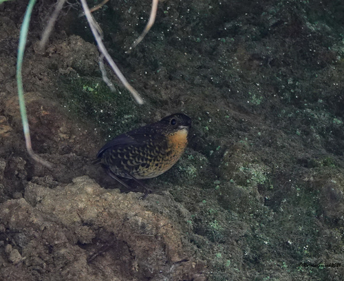 Scaly-breasted Cupwing (Pnoepyga albiventer), photo 3
