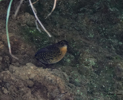 Pnoepyga albiventer