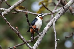 Microhierax caerulescens