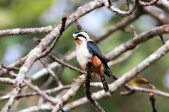 Microhierax caerulescens