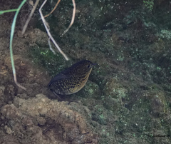 Pnoepyga albiventer