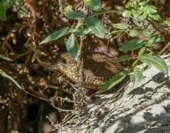Pnoepyga albiventer