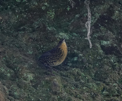 Pnoepyga albiventer