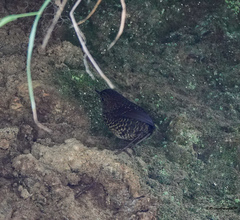 Pnoepyga albiventer