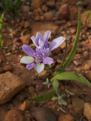 Babiana patula