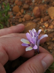 Babiana patula