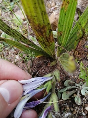 Babiana patula