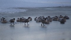 Branta canadensis parvipes