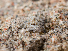 Yllenus turkestanicus