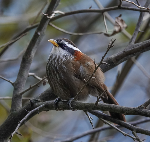 Streak-breasted Scimitar Babbler (Pomatorhinus ruficollis), photo 3
