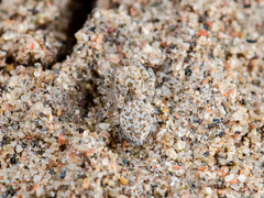 Yllenus turkestanicus