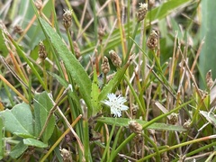 Eclipta prostrata image