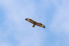 Buteo refectus