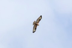 Buteo refectus