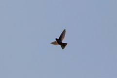 Aerodramus brevirostris