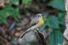 Cyornis whitei