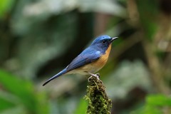 Cyornis whitei