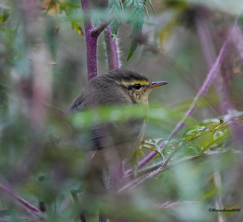 Tickell's Leaf Warbler (Phylloscopus affinis), photo 9