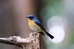 Cyornis whitei