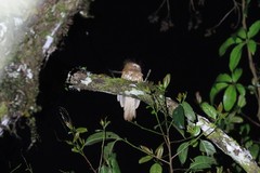 Batrachostomus hodgsoni