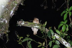 Batrachostomus hodgsoni