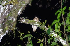 Batrachostomus hodgsoni