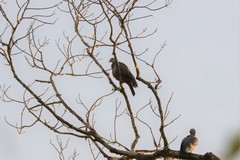 Columba hodgsonii