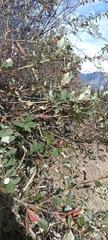 Berberis asiatica