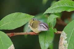 Phylloscopus maculipennis