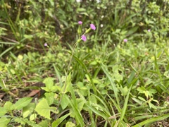 Emilia sonchifolia image