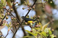 Dicaeum melanozanthum