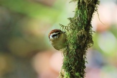 Schoeniparus castaneceps
