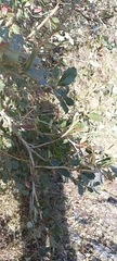 Berberis asiatica